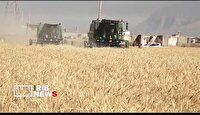 پیش‌بینی خرید ۵۵۰ هزار تن محصول گندم در لرستان 