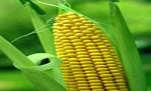 کاشت ذرت دانه‌ای در ۱۲ هزار هکتار از اراضی شهرستان ارزوئیه