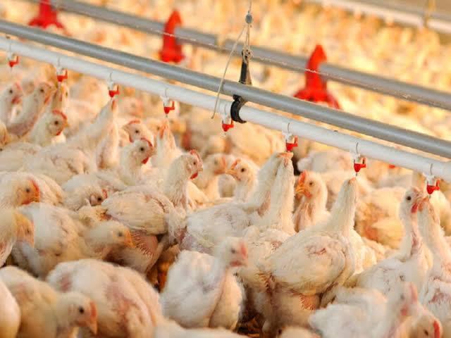 هشدار درباره مخاطرات تنش گرمایی در واحد‌های پرورش طیور