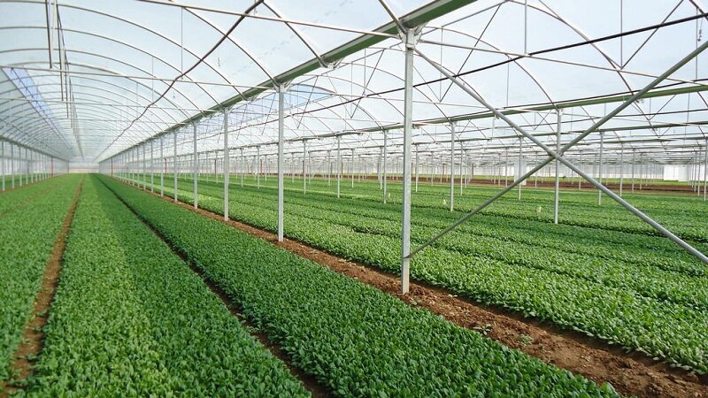 الزام ثبت محصولات گلخانه‌ای در سامانه یکتا