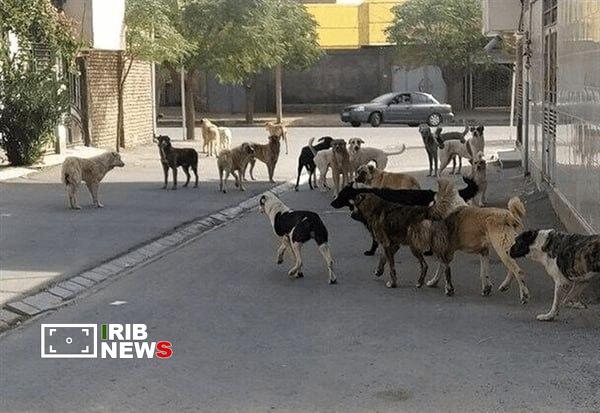 تشکیل پرونده قضایی برای حادثه حمله سگهای ولگرد به کودک سنندجی تشکیل پرونده قضایی برای حادثه حمله سگهای ولگرد به کودک سنندجی
