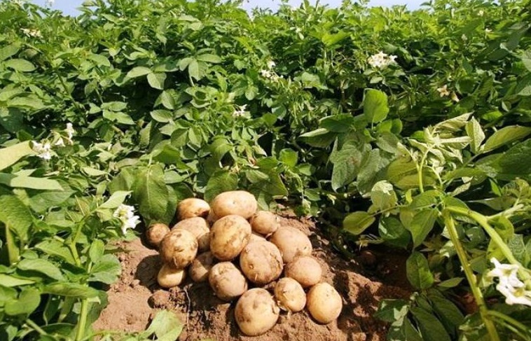 کشت ۸۰ هکتار سیب‌زمینی در لرستان