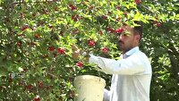 پیش بینی برداشت بیش از ۱۳ هزار تن گیلاس وآلبالو در لرستان