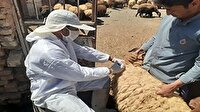 مهار بیماری تب برفکی در لرستان