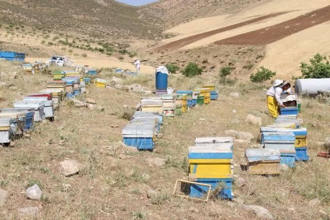 تفت درمسیربرندسازی عسل تفت درمسیربرندسازی عسل