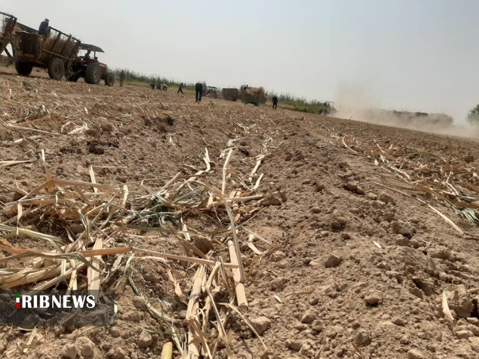 کاشت نیشکر در هفت تپه